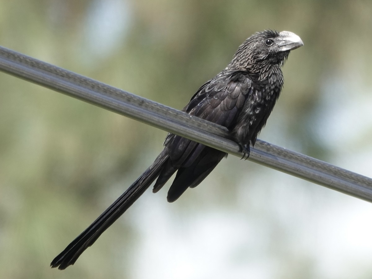 Düz Gagalı Ani - ML652797111