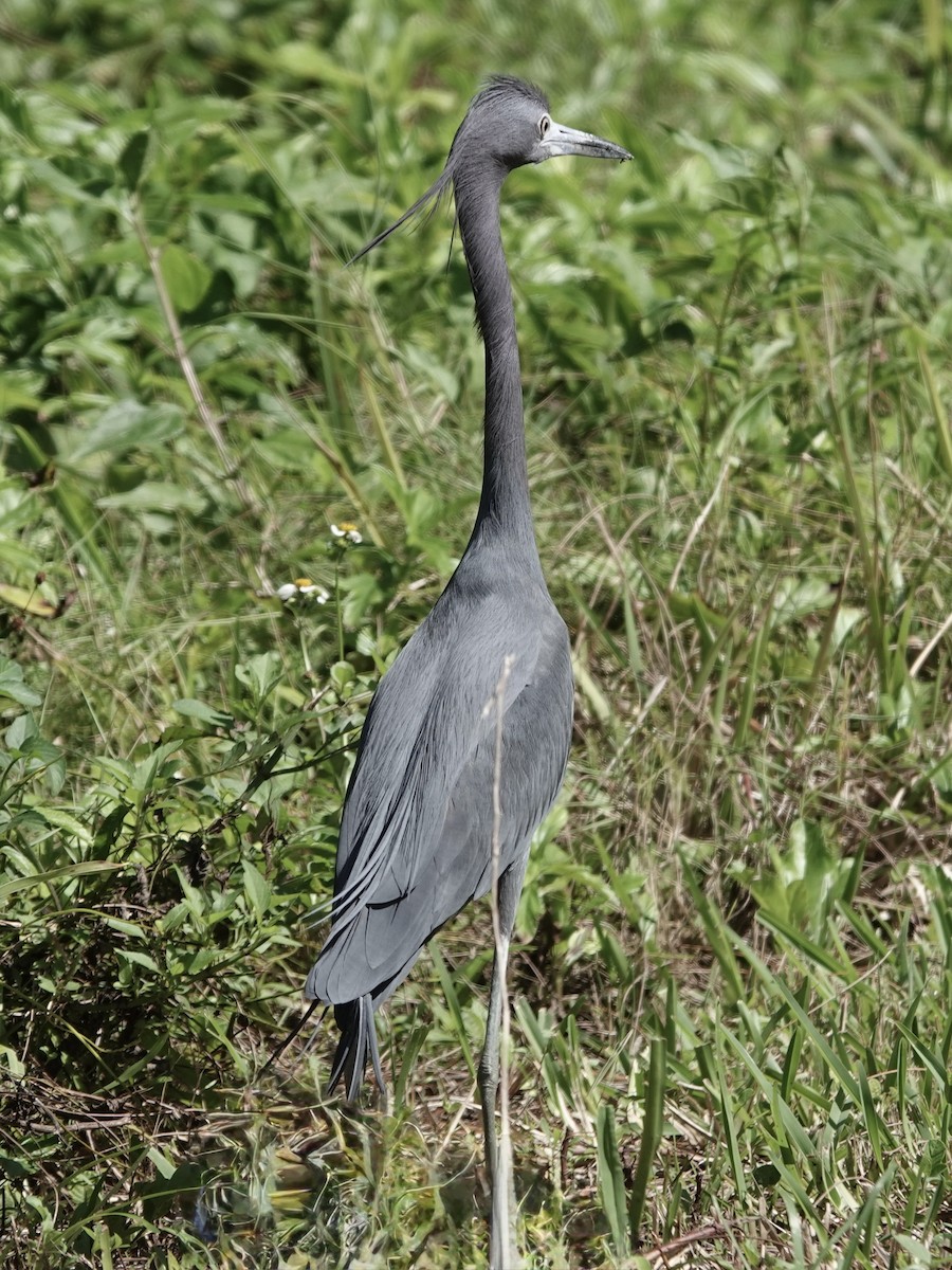 Mavi Balıkçıl - ML652797147