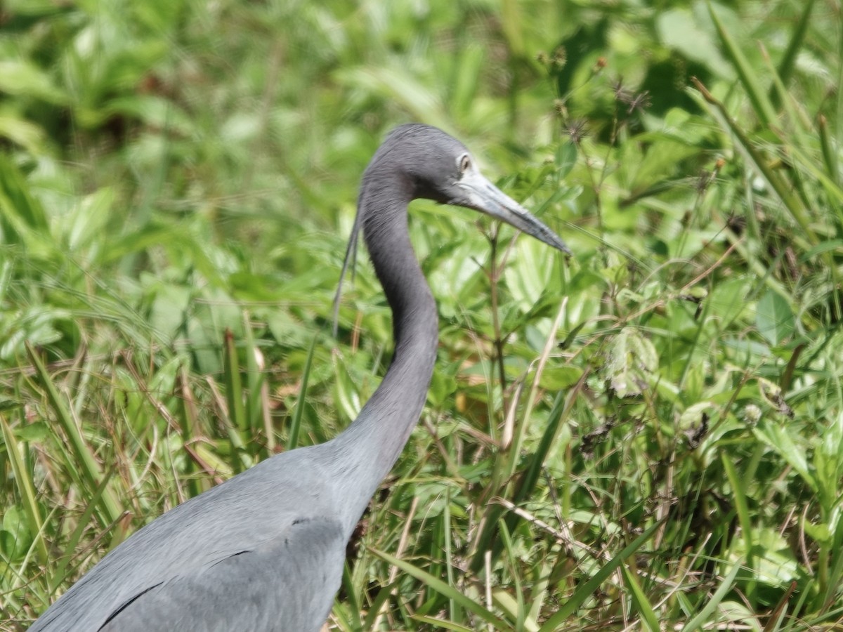 Mavi Balıkçıl - ML652797148