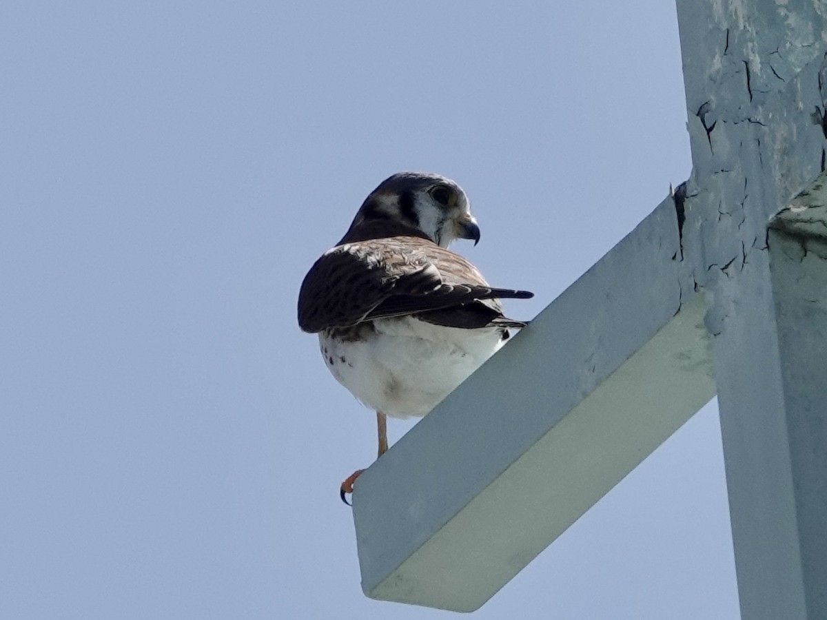 Ala Kerkenez - ML652797158