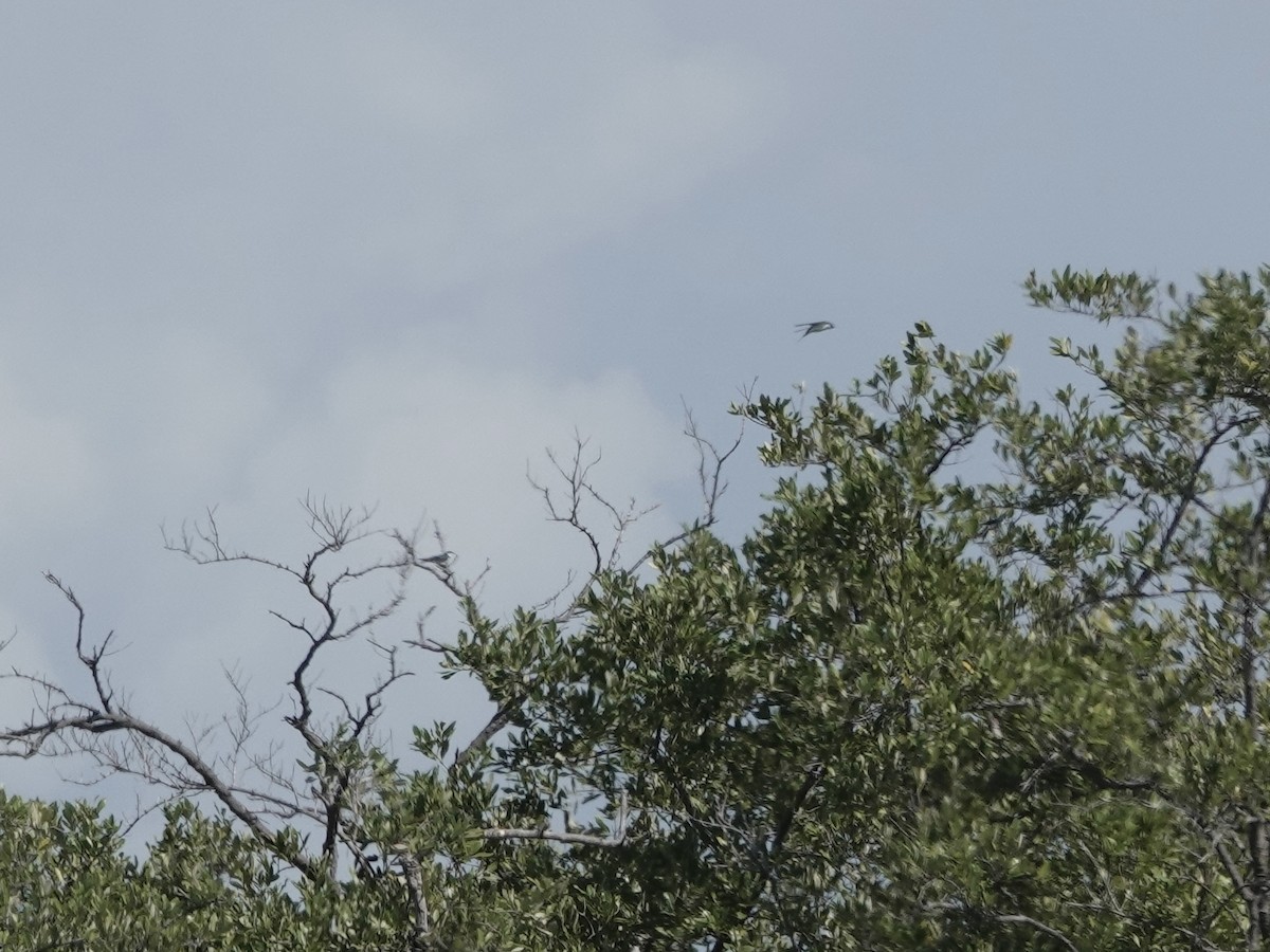 Bahama Kırlangıcı - ML652797174