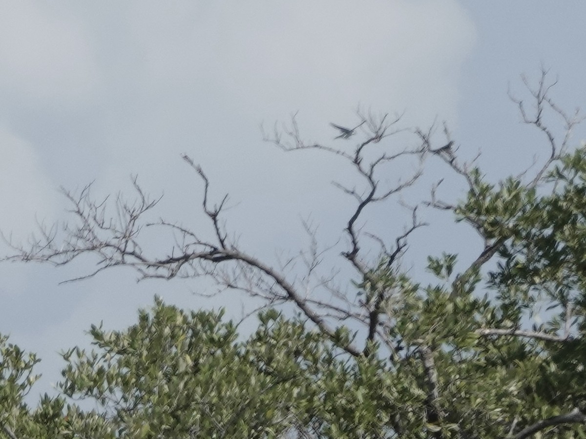 Bahama Kırlangıcı - ML652797175