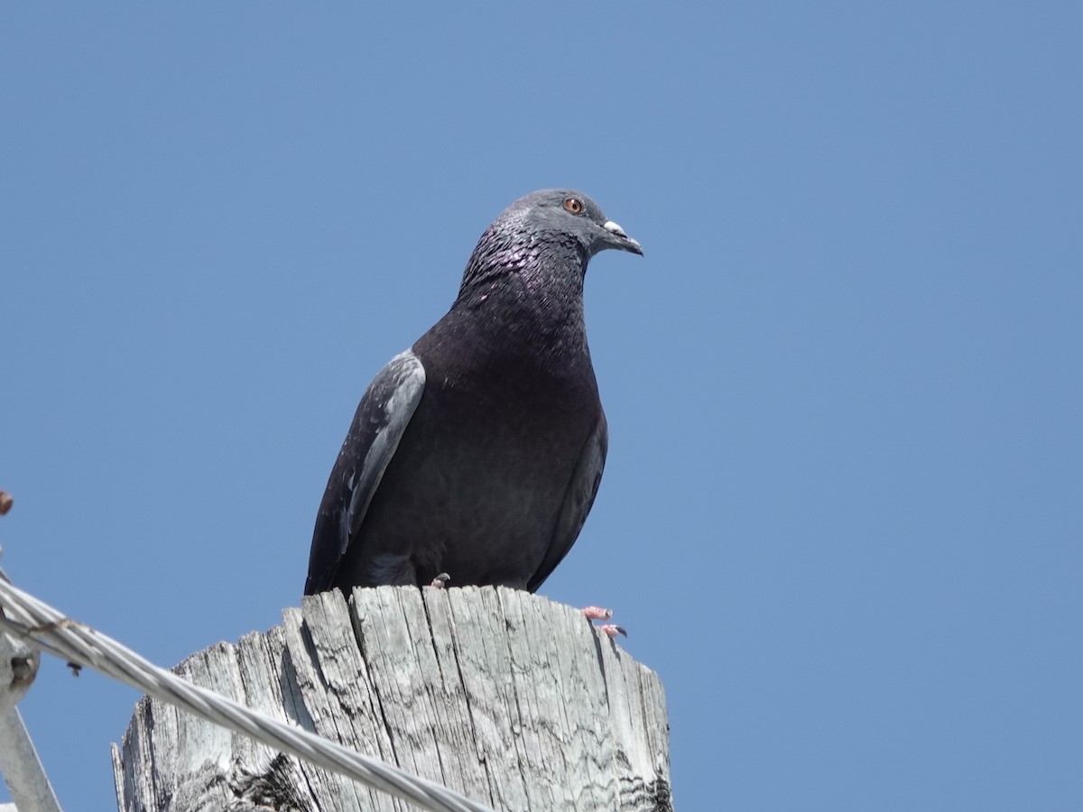 Kaya Güvercini (evcil tip) - ML652797259