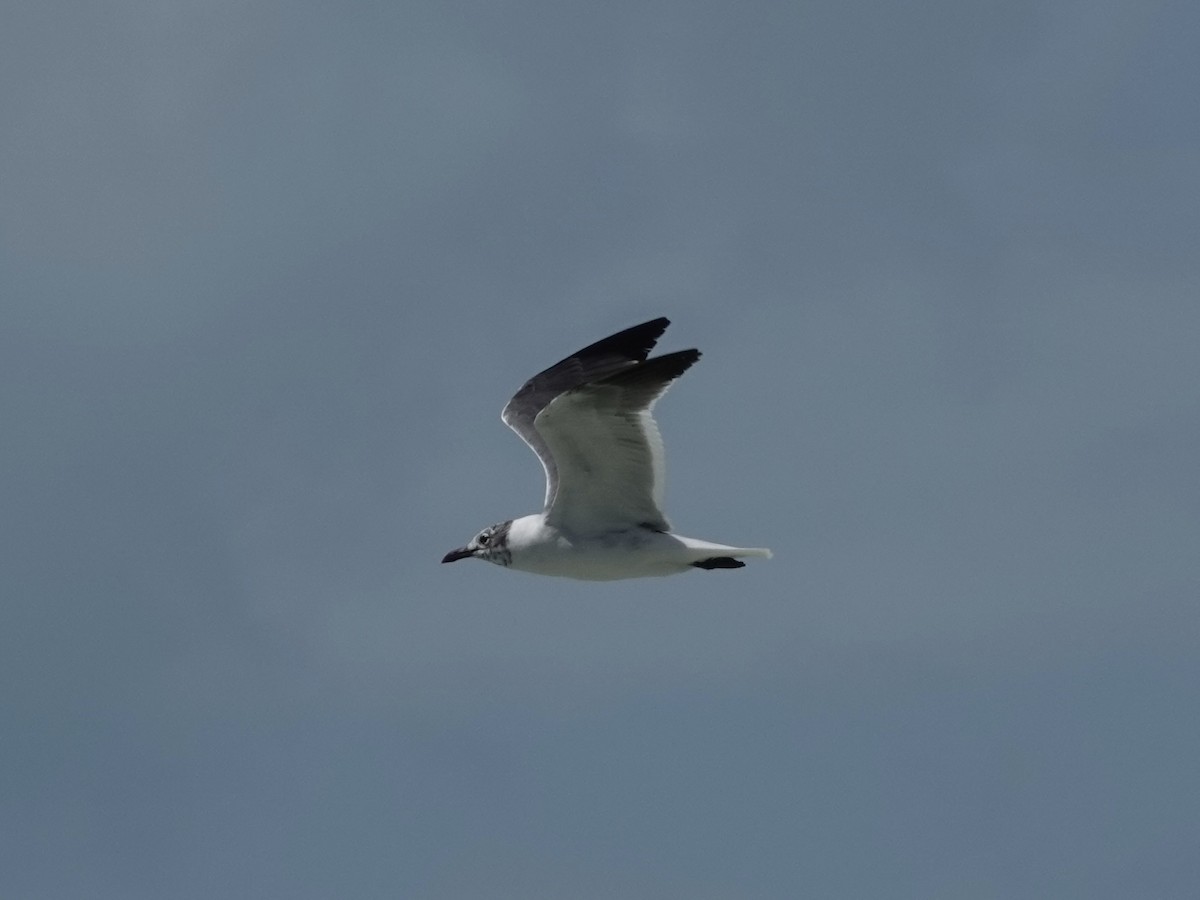 Gülen Martı - ML652797270