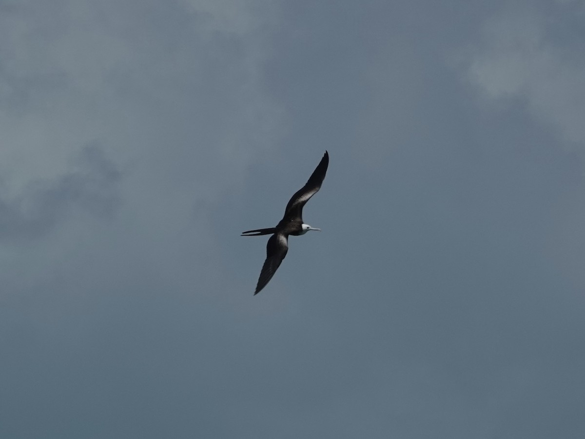 Muhteşem Fregatkuşu - ML652797278