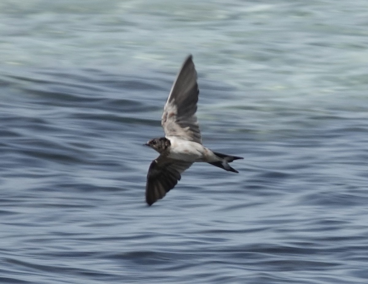 Kır Kırlangıcı - ML652797314