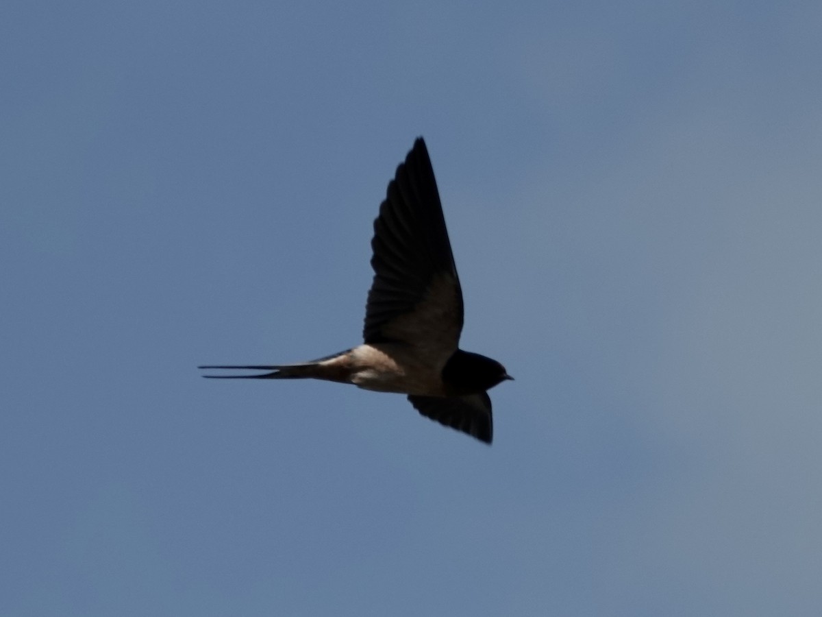 Kır Kırlangıcı - ML652797315