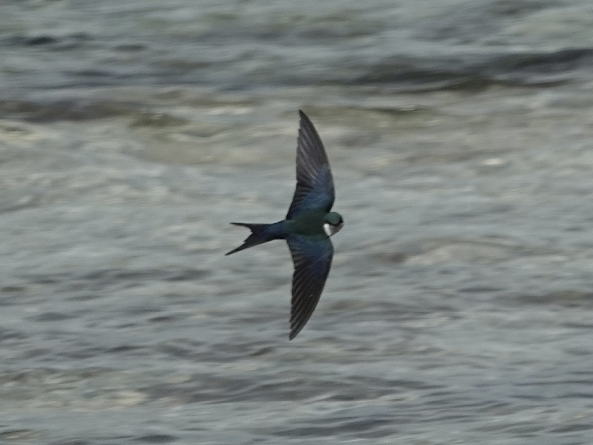 Bahama Kırlangıcı - ML652797331