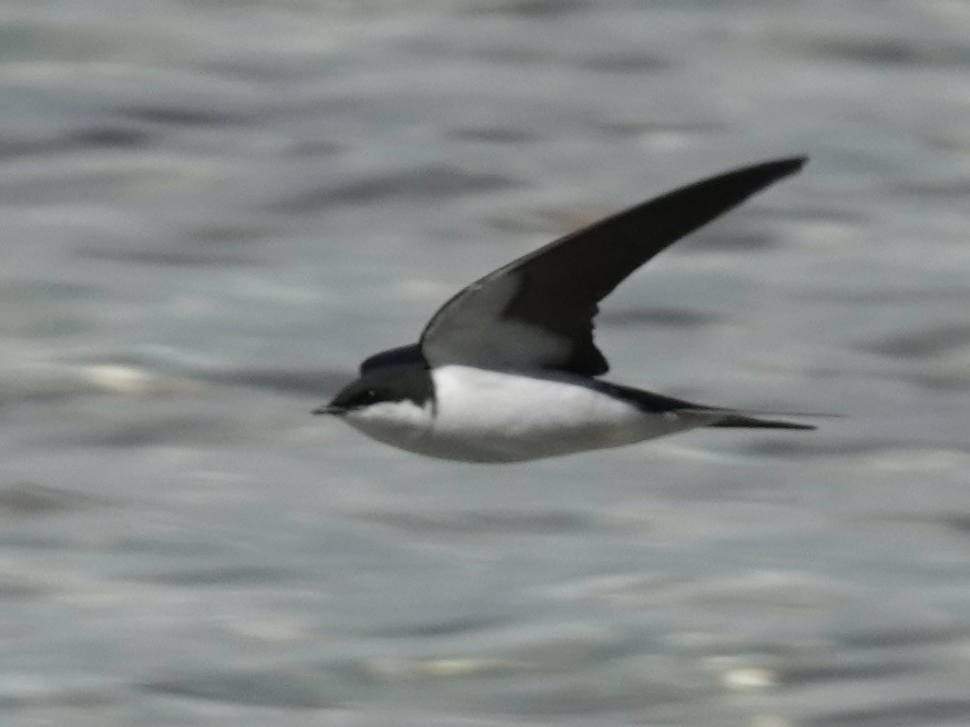 Bahama Kırlangıcı - ML652797332