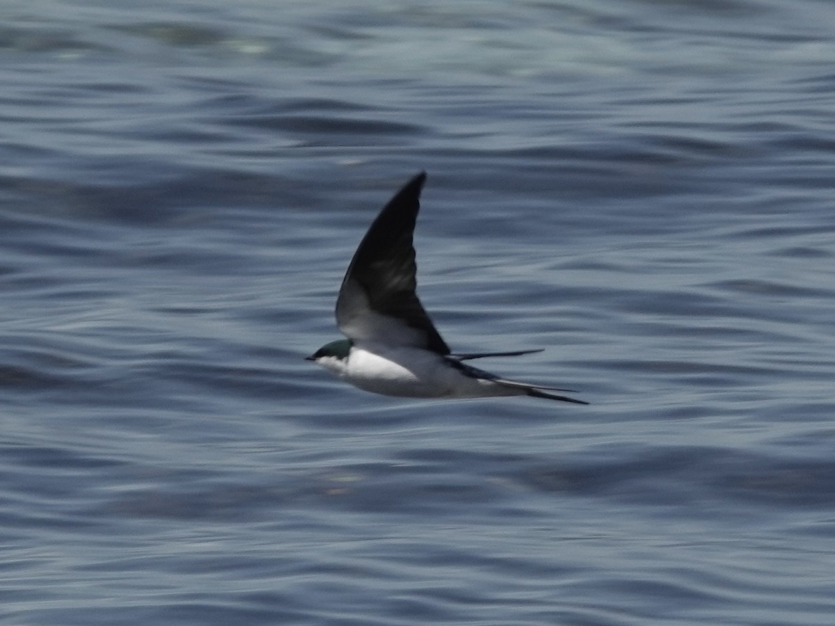 Bahama Kırlangıcı - ML652797333