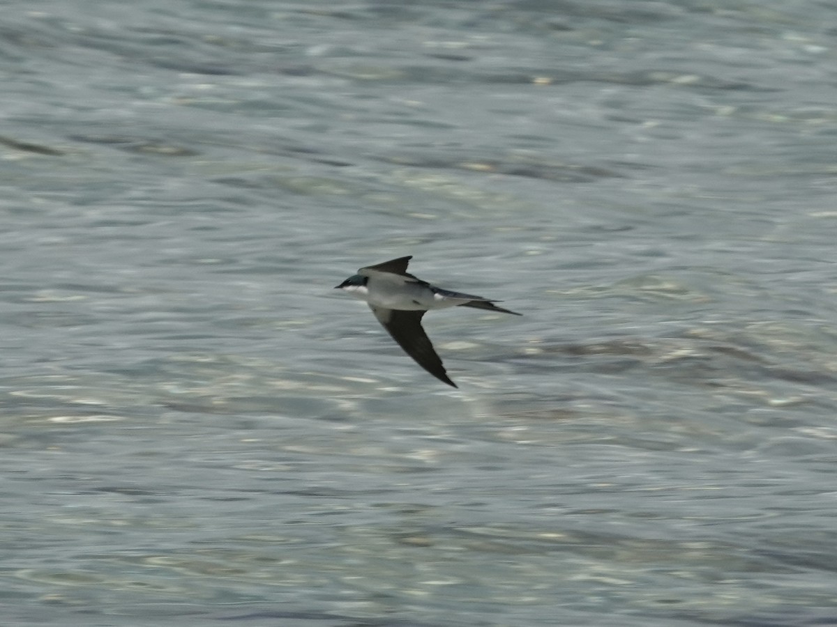 Bahama Kırlangıcı - ML652797334