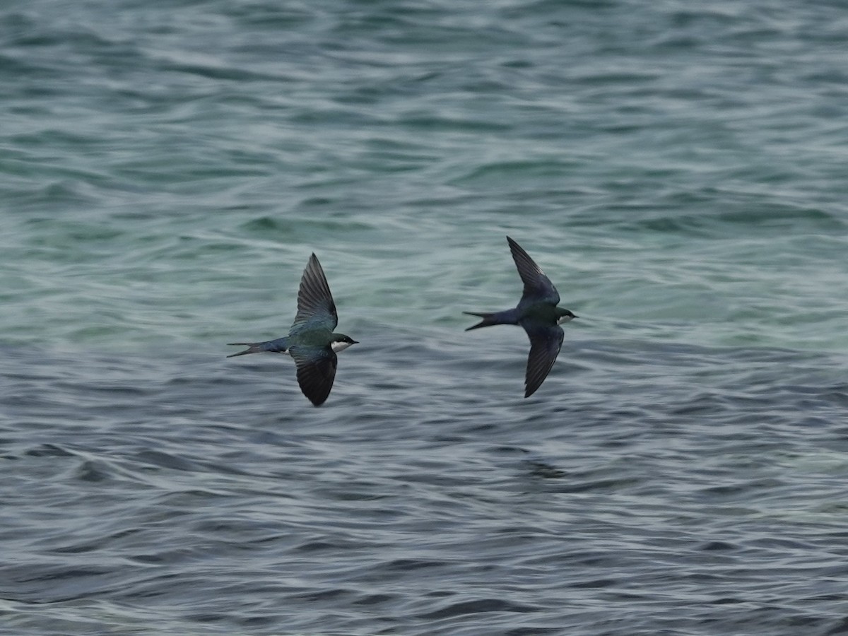 Bahama Kırlangıcı - ML652797335