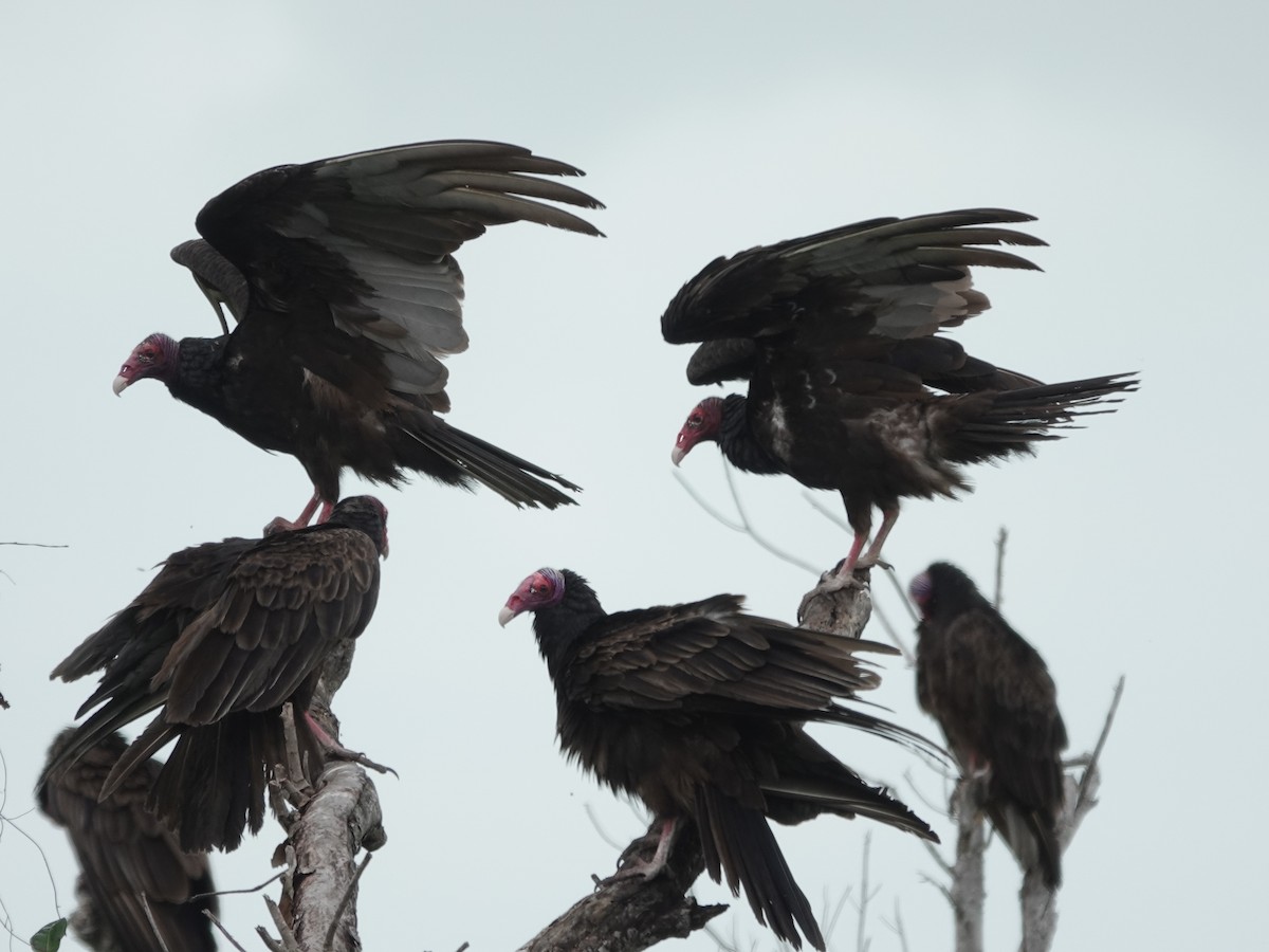 Hindi Akbabası - ML652797406