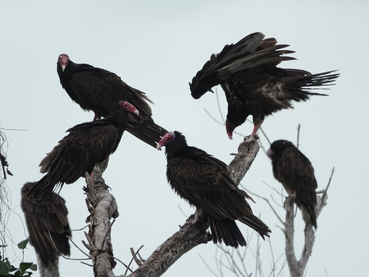 Hindi Akbabası - ML652797407