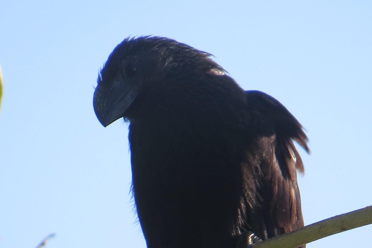 Groove-billed Ani - ML652797438