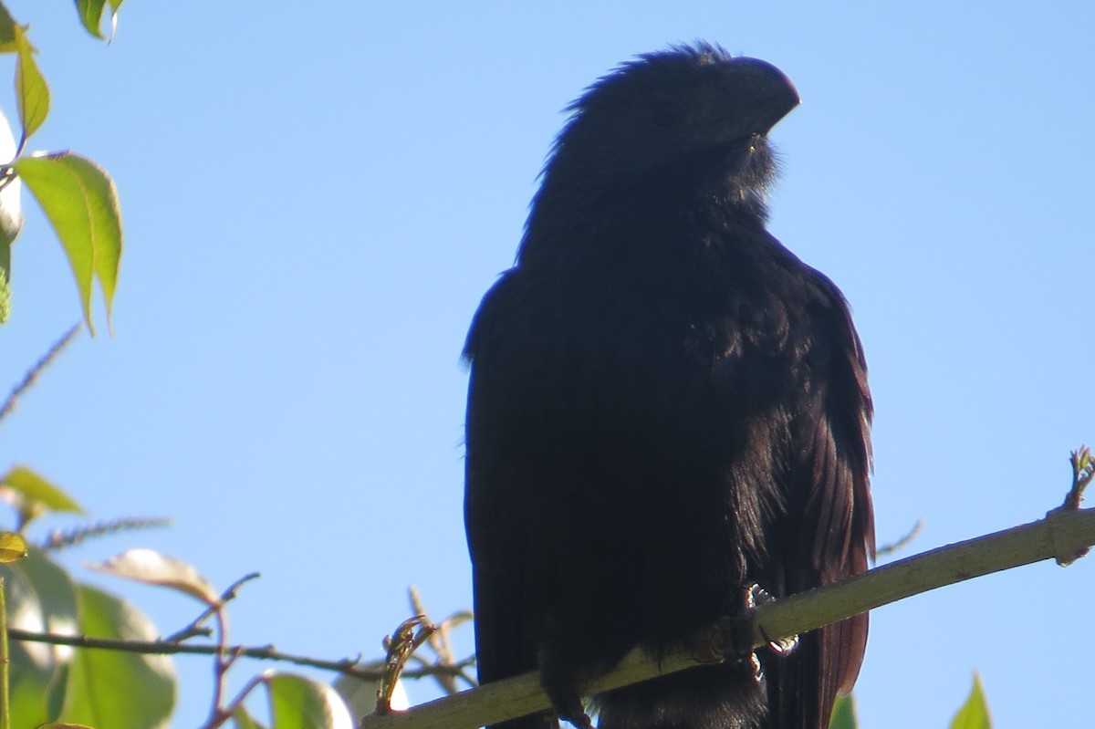 Groove-billed Ani - ML652797439