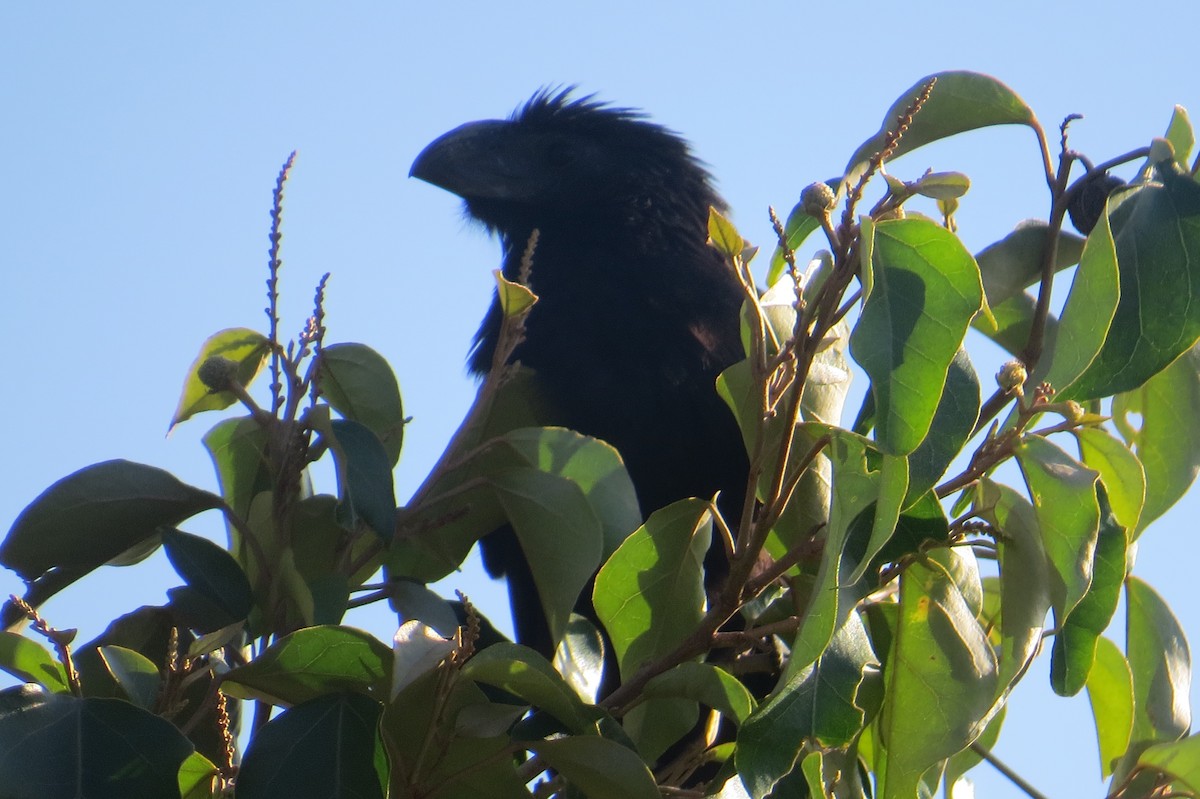 Groove-billed Ani - ML652797440