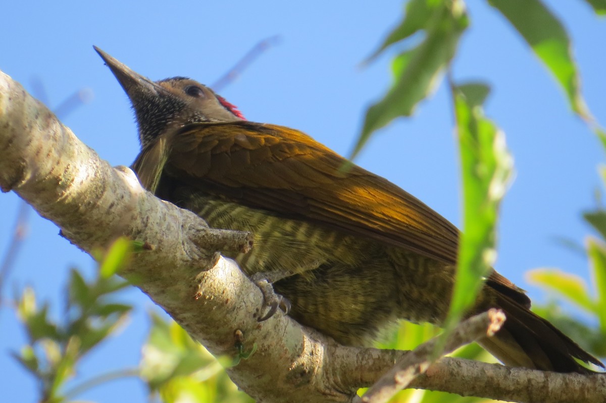Golden-olive Woodpecker - ML652797520