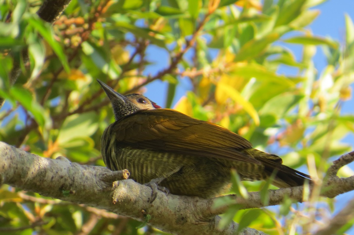 Golden-olive Woodpecker - ML652797521