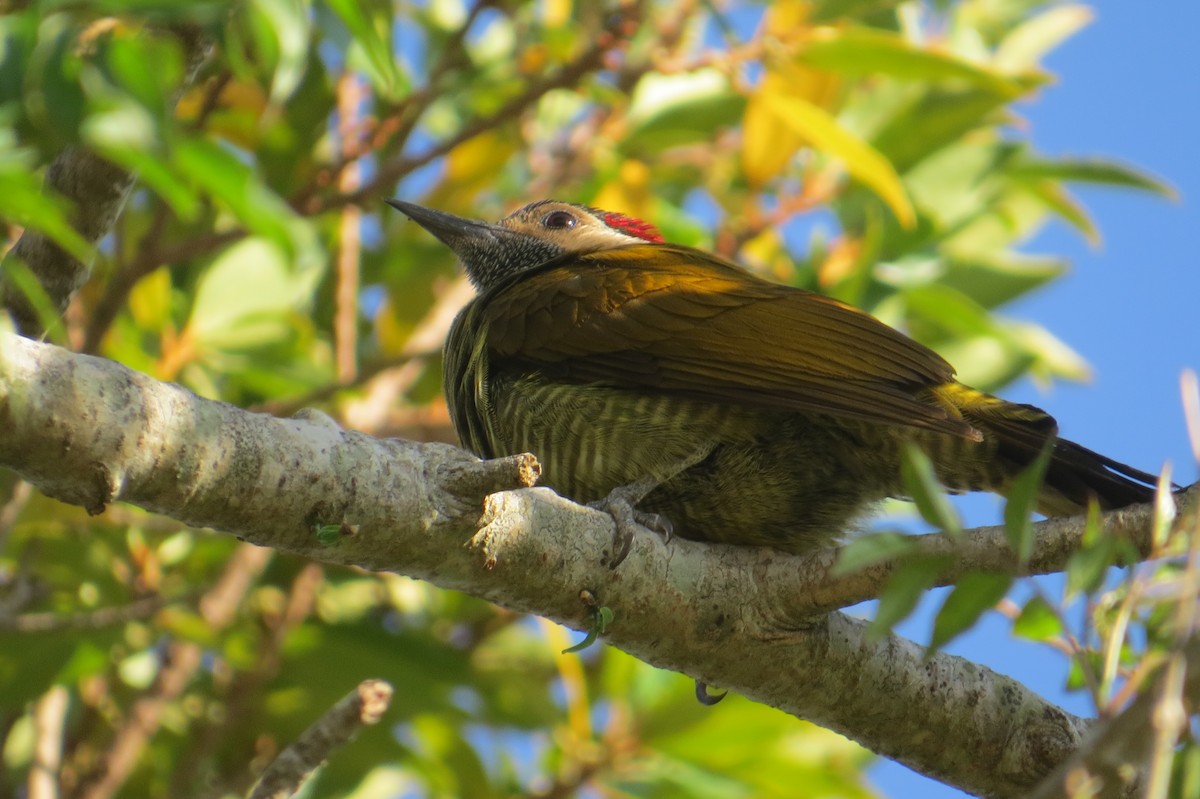 Golden-olive Woodpecker - ML652797522