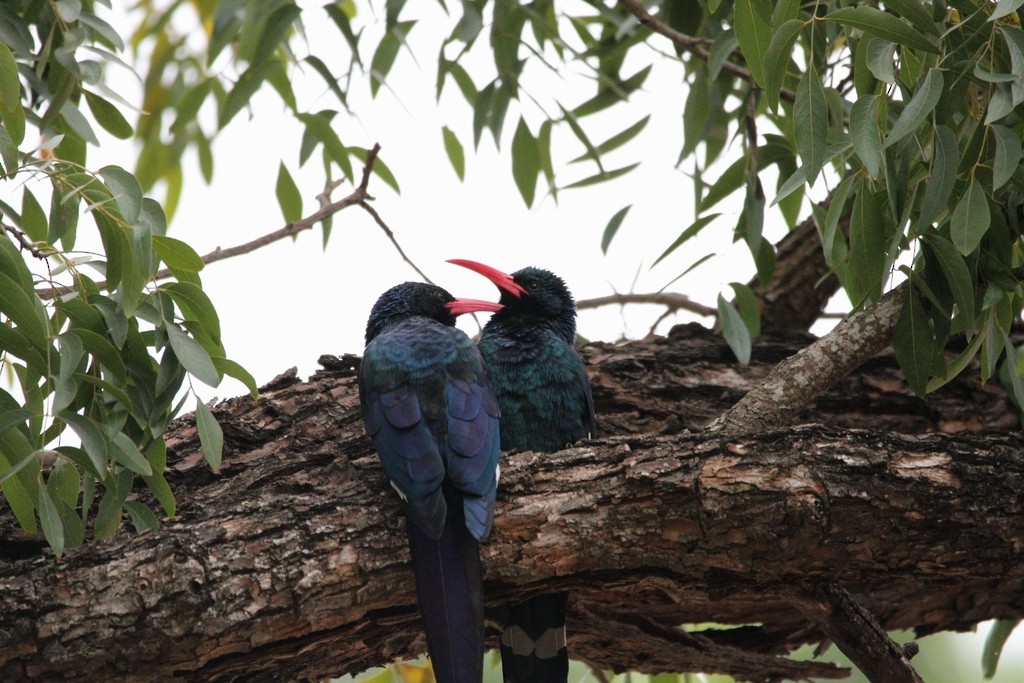 Green Woodhoopoe - ML652797574