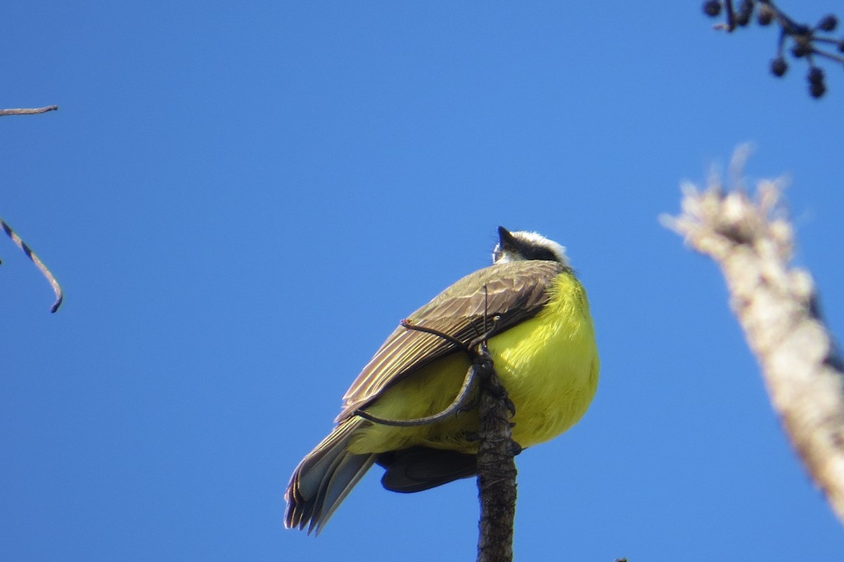 Social Flycatcher - ML652797576