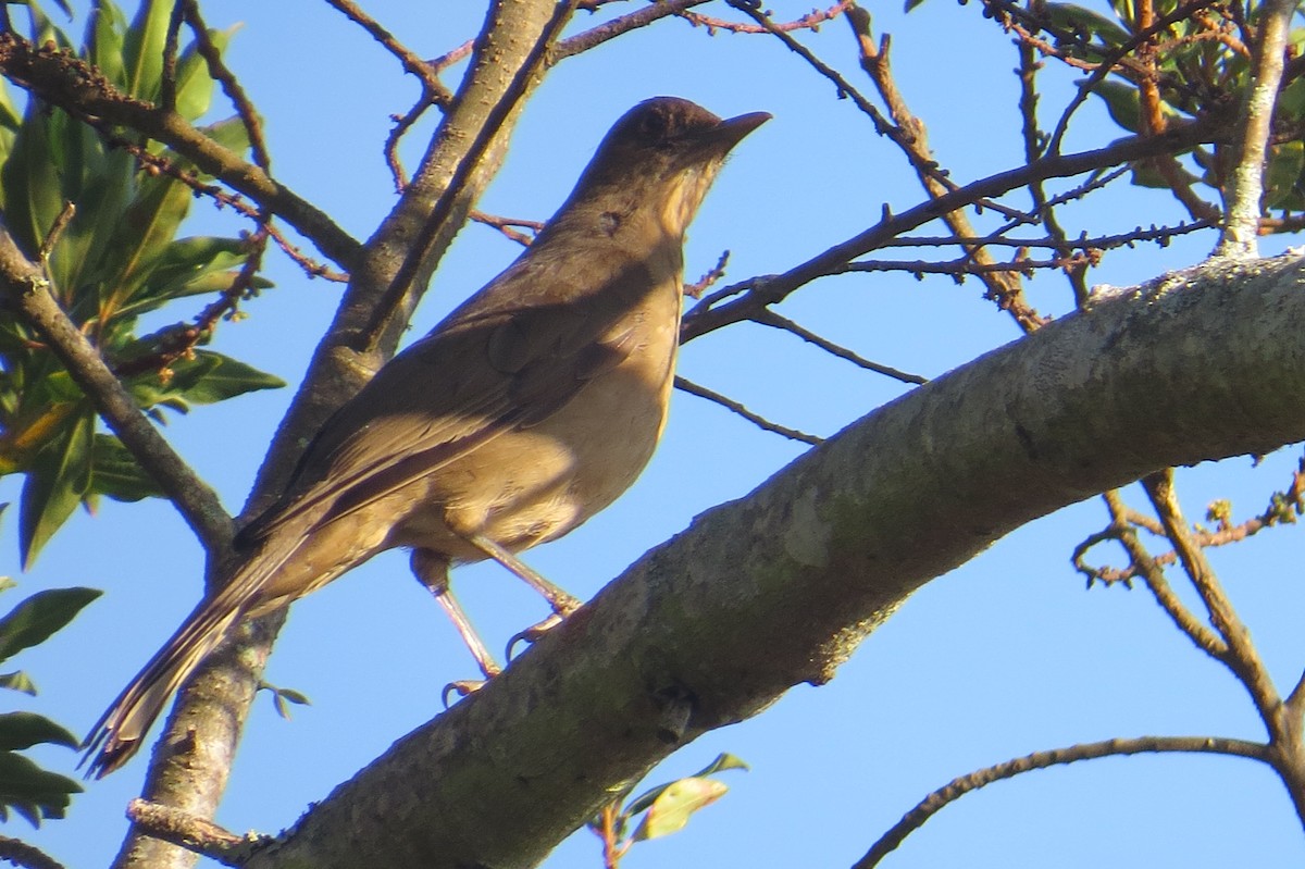 Clay-colored Thrush - ML652797601