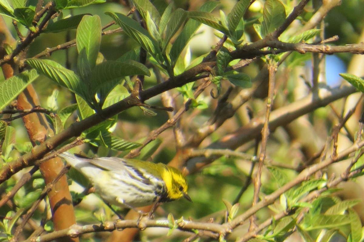 Black-throated Green Warbler - ML652797635