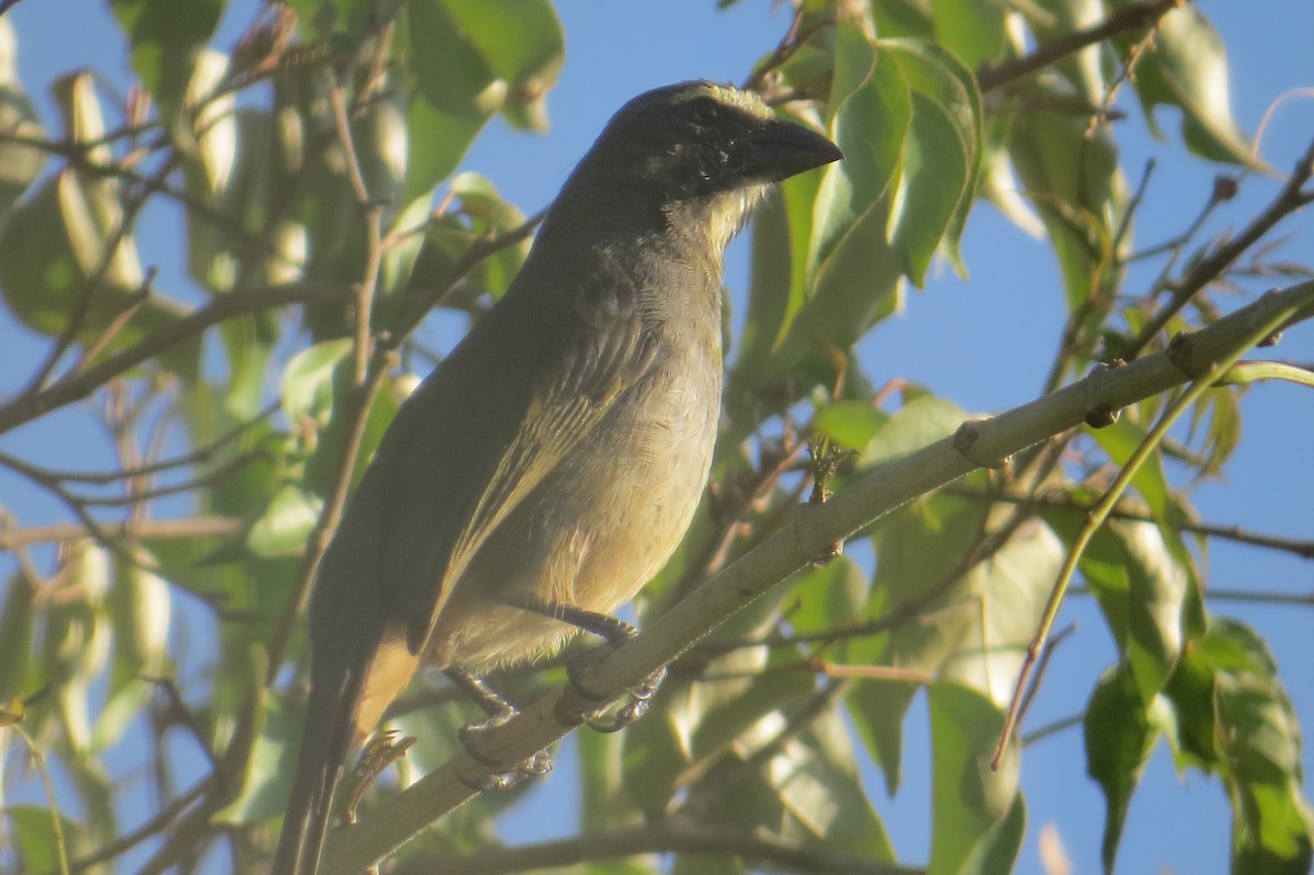 Cinnamon-bellied Saltator - ML652797679