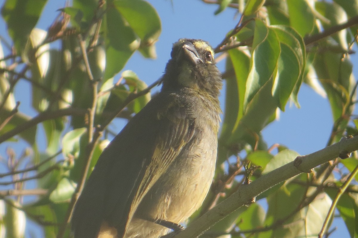 Cinnamon-bellied Saltator - ML652797680