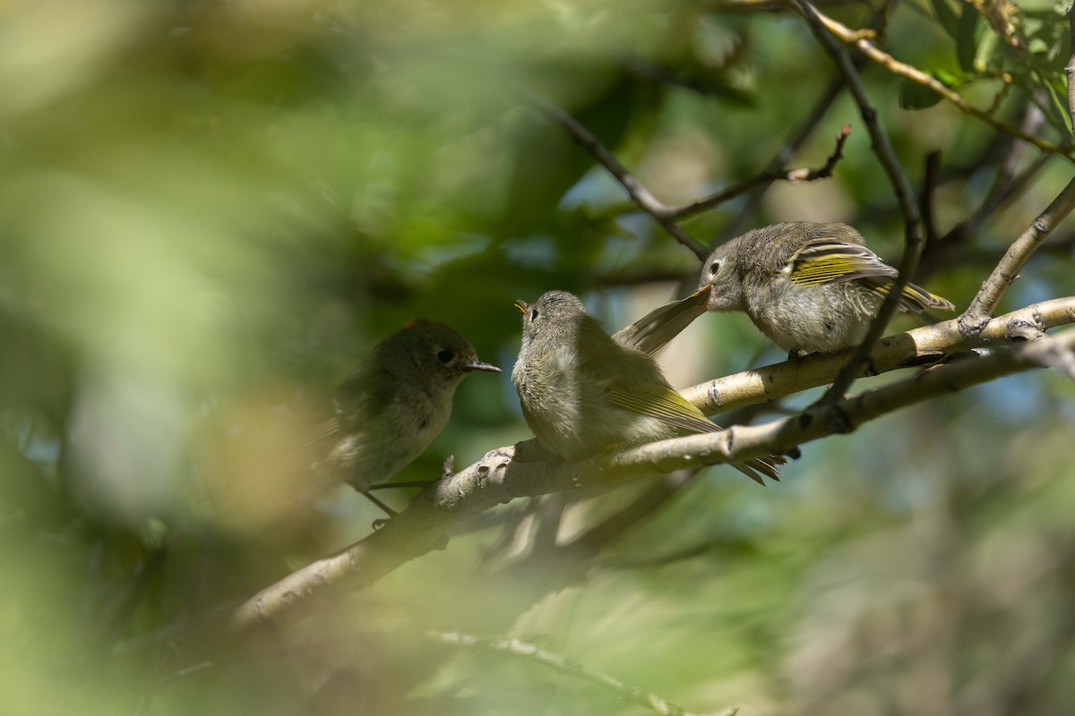 rubinfuglekonge - ML652797705