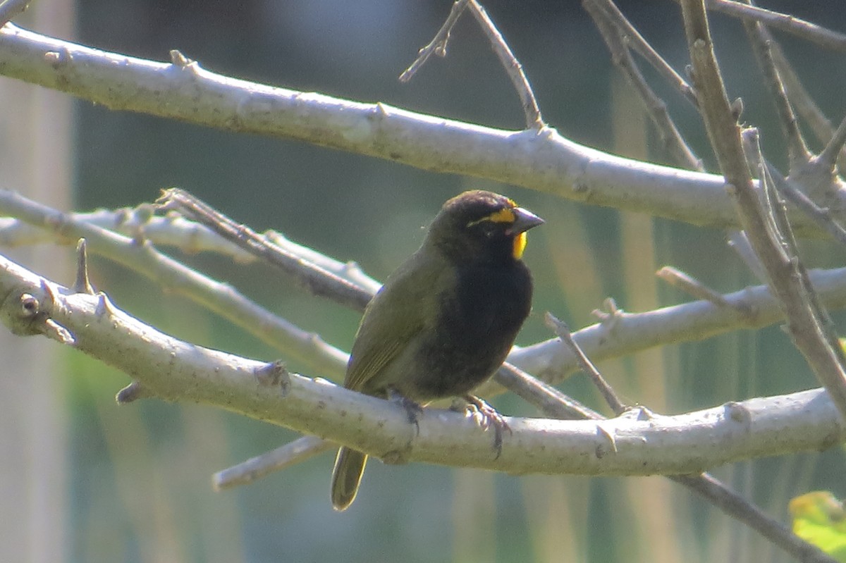 Yellow-faced Grassquit - ML652797715