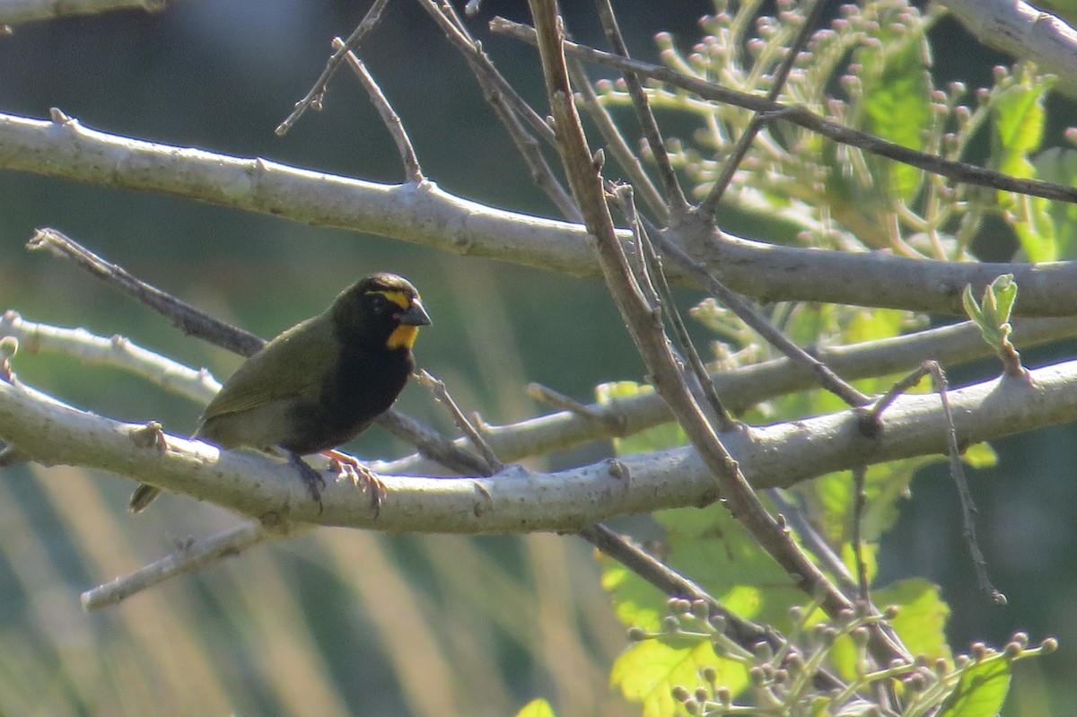 Yellow-faced Grassquit - ML652797717