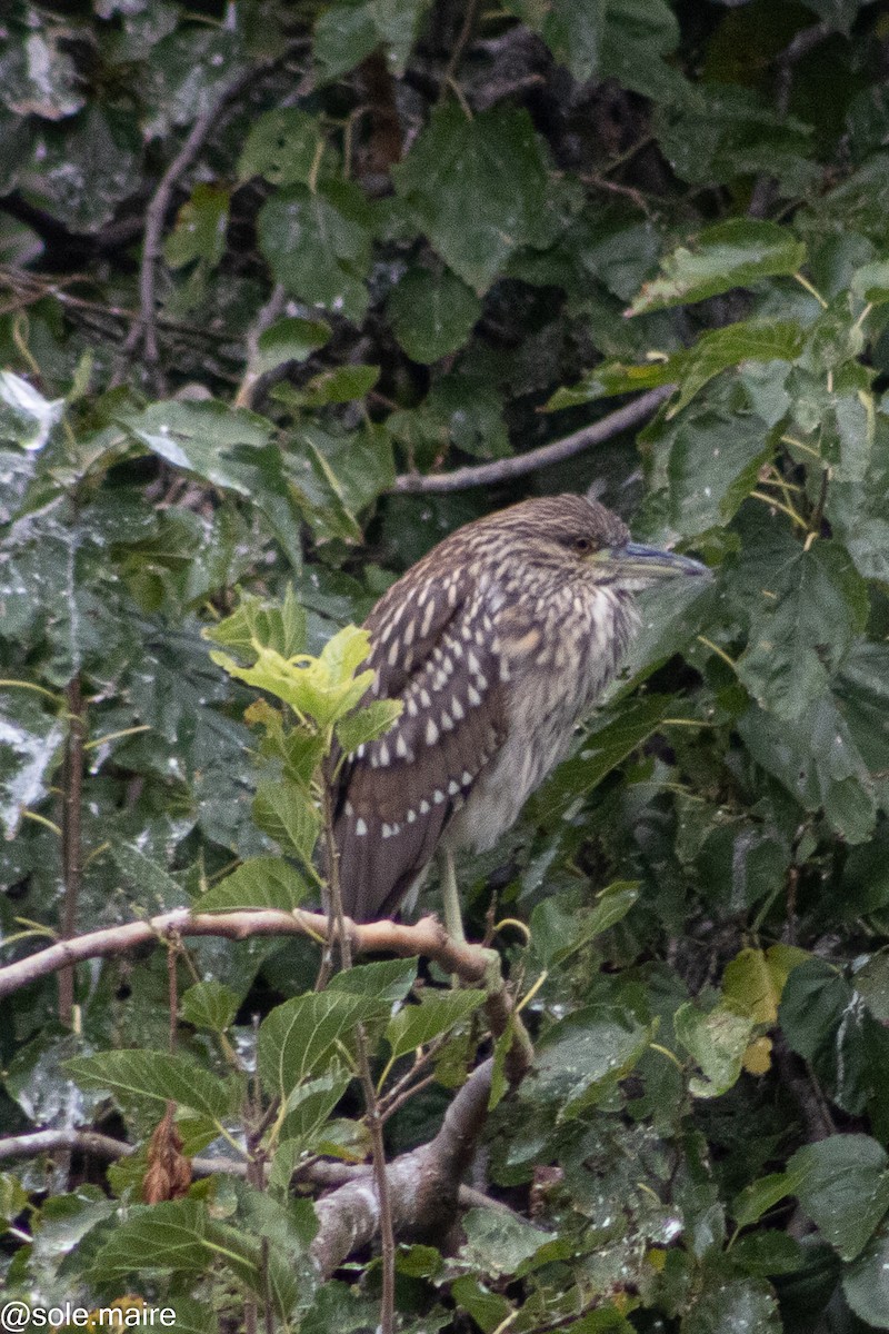 Ногоовор зашин - ML652797911