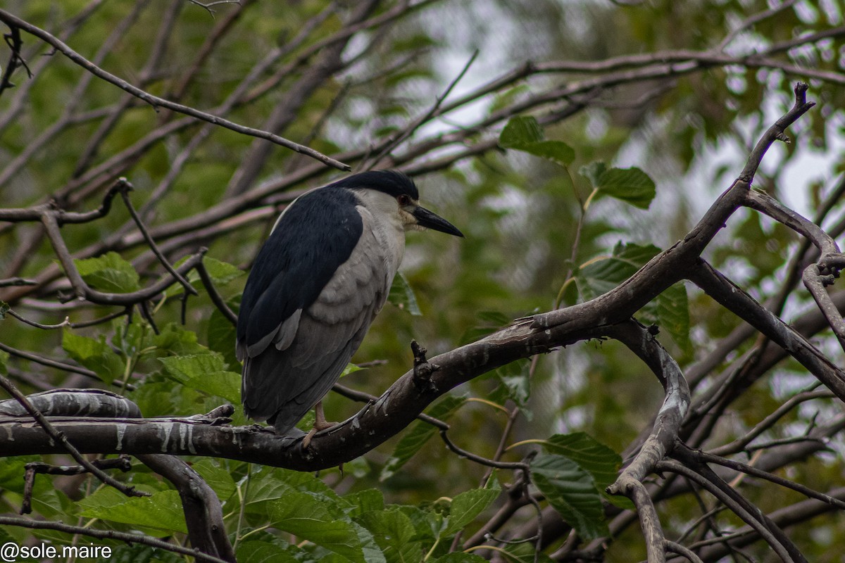 Ногоовор зашин - ML652797915