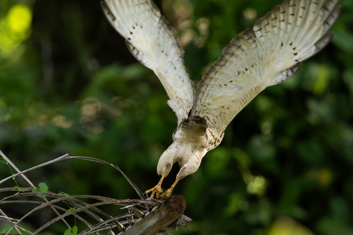 Broad-winged Hawk - ML652798125