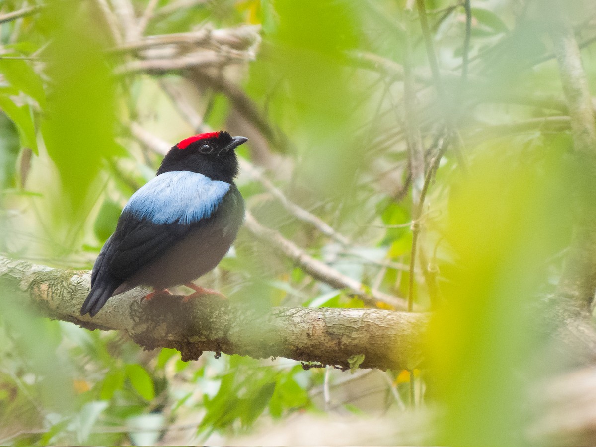 Blue-backed Manakin - ML652798308
