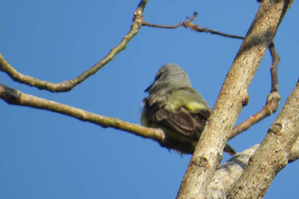 Tropical Kingbird - ML652798496
