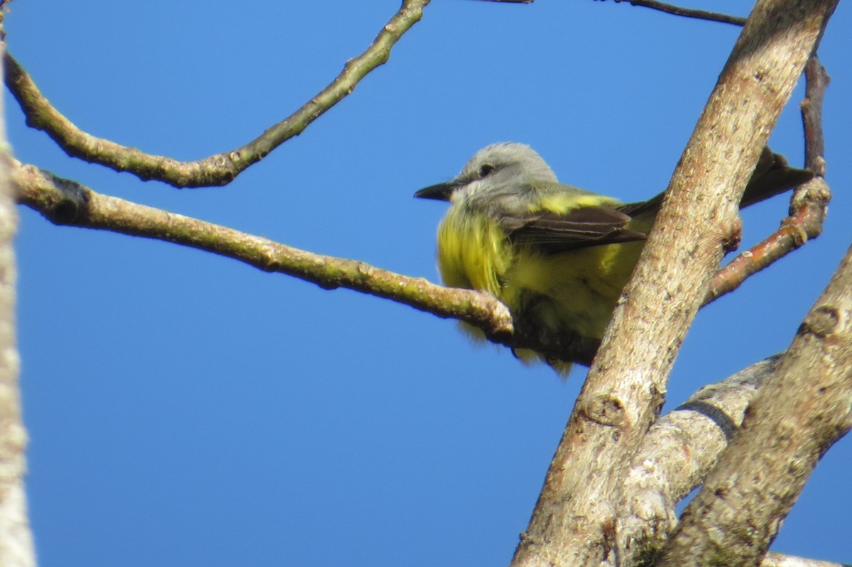 Tropical Kingbird - ML652798497