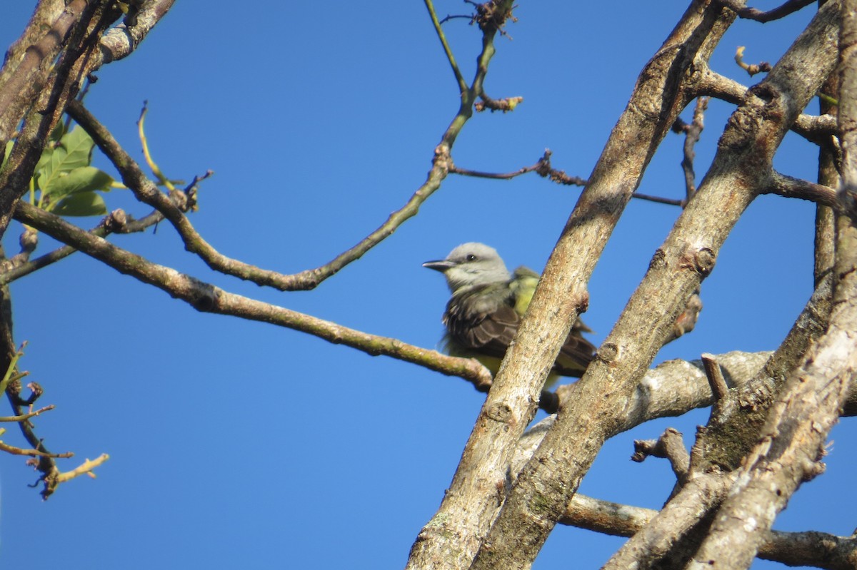 Tropical Kingbird - ML652798499