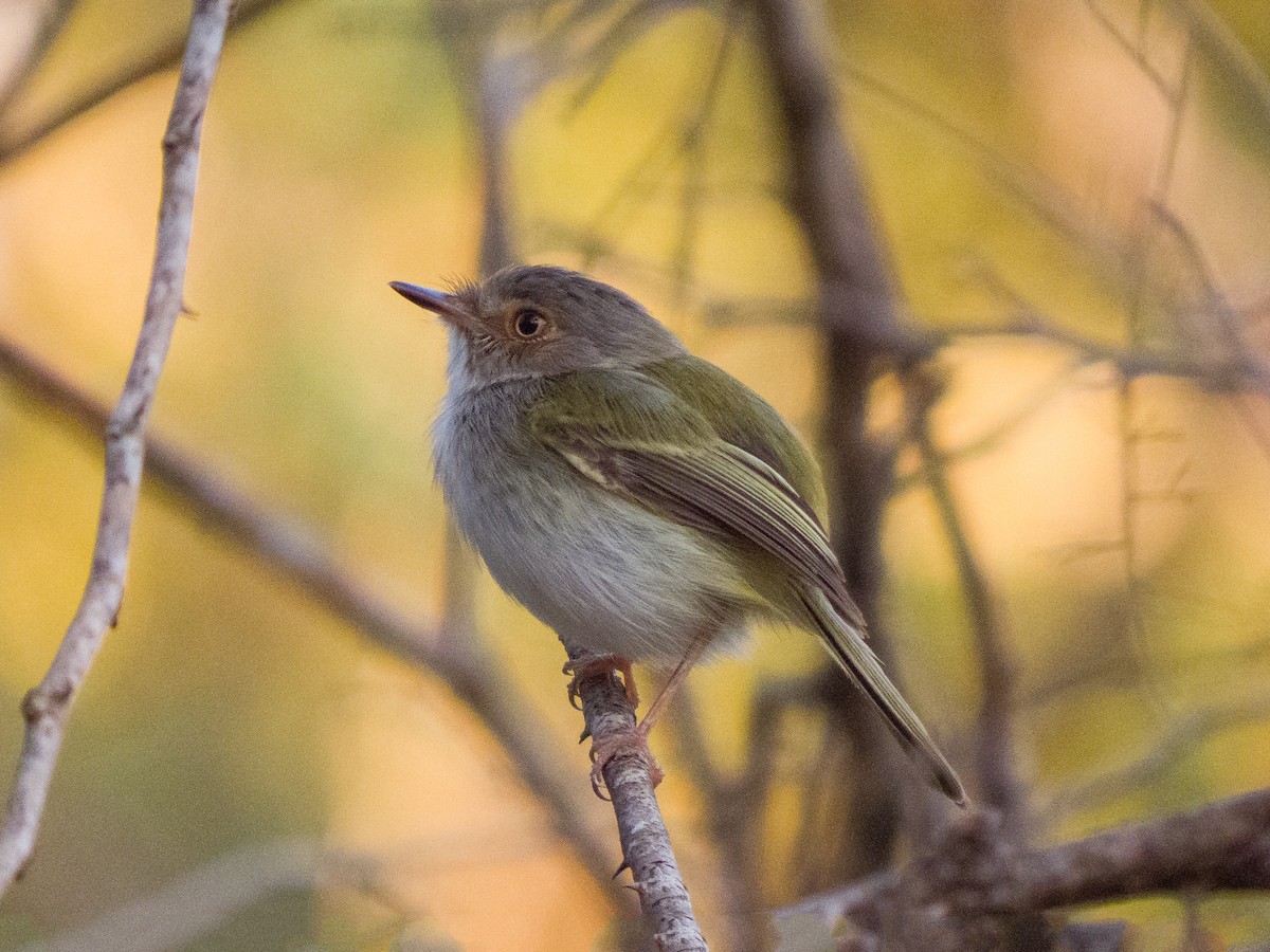 Pale-eyed Pygmy-Tyrant - ML652798588