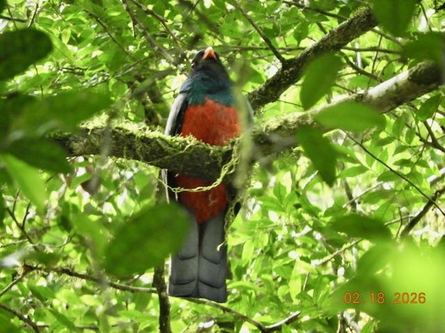 oransjenebbtrogon - ML652798631
