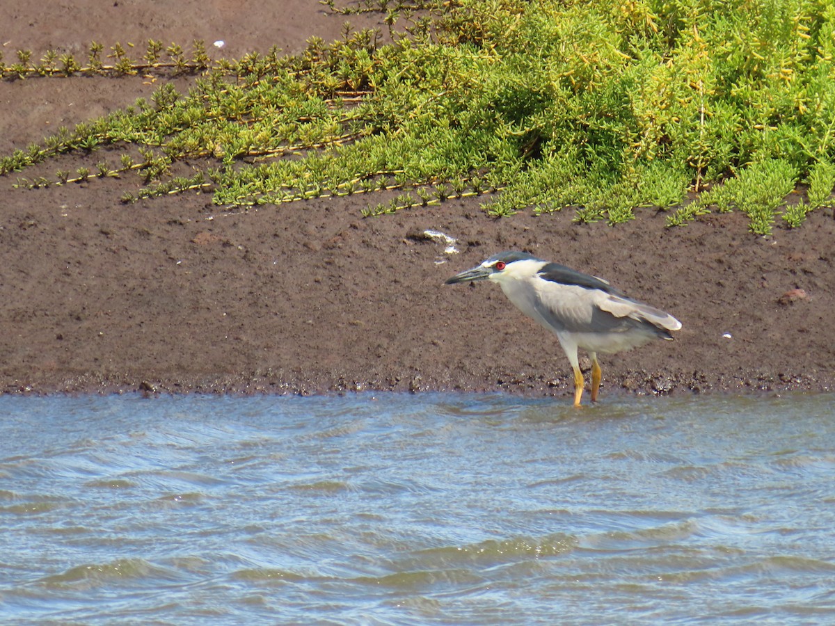 Ногоовор зашин - ML652798704