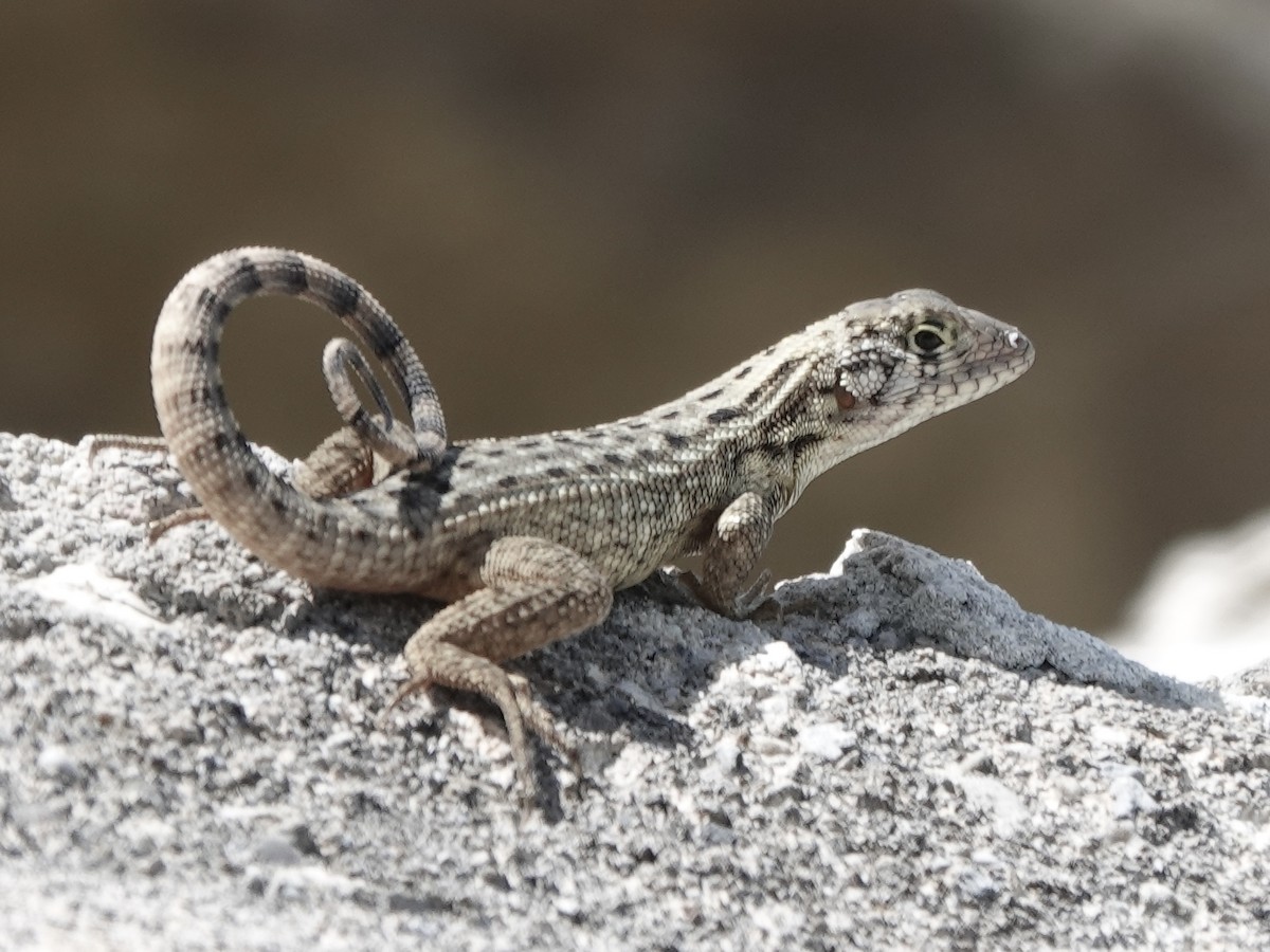 Northern Curly-tailed Lizard - ML652798750