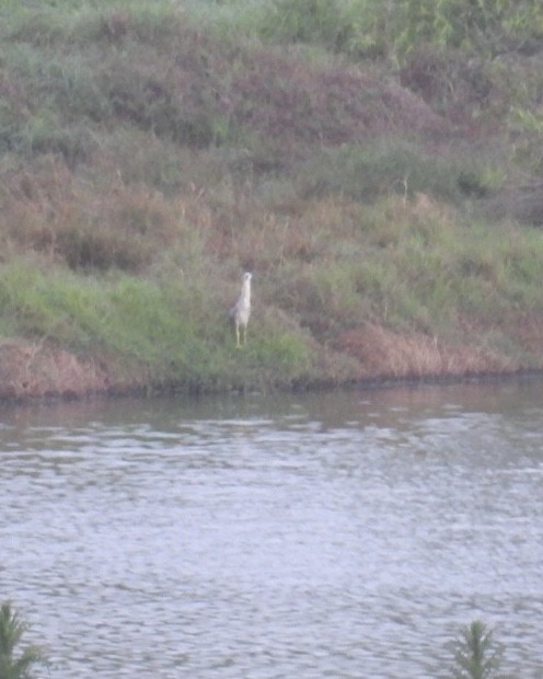 Ногоовор зашин - ML652798951