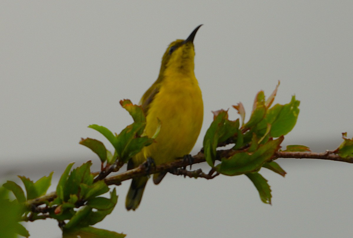 Sahul Sunbird - ML652799072