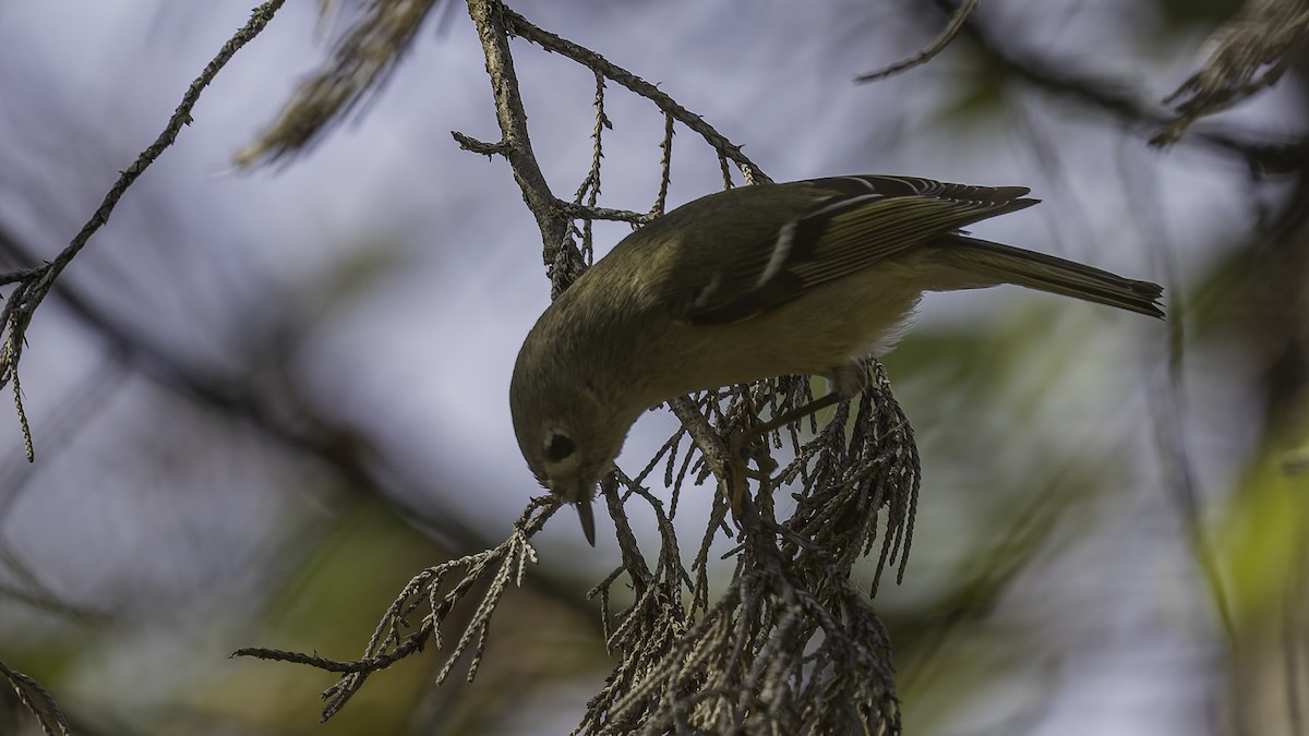 rubinfuglekonge - ML652799426