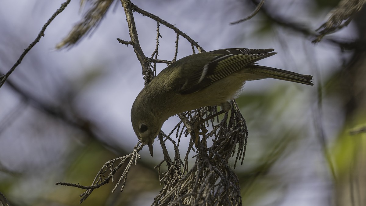 rubinfuglekonge - ML652799427