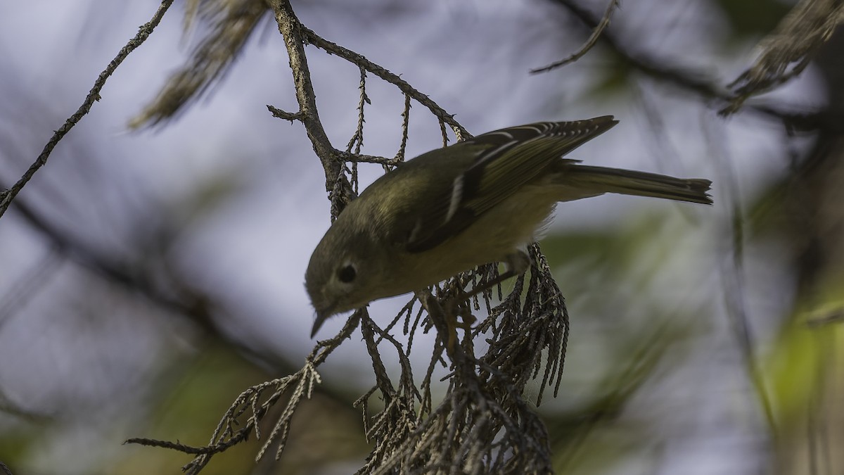 rubinfuglekonge - ML652799428