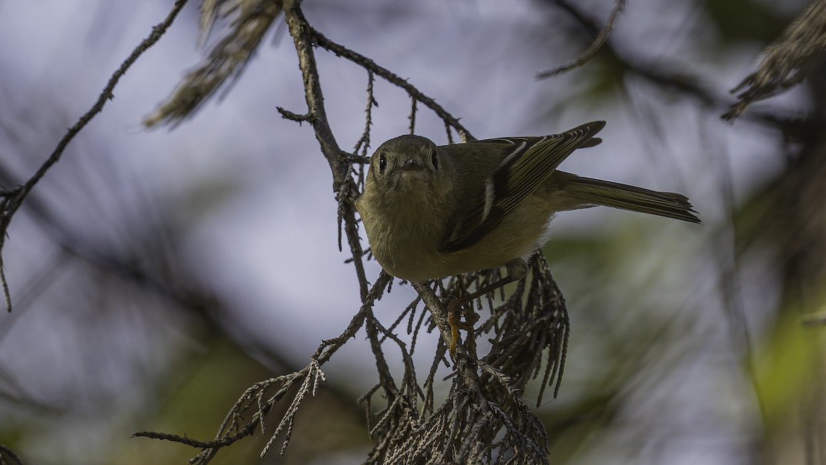 rubinfuglekonge - ML652799429